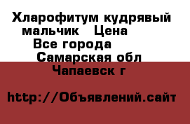 Хларофитум кудрявый мальчик › Цена ­ 30 - Все города  »    . Самарская обл.,Чапаевск г.